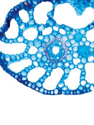 Attēlu rezultāti vaicājumam “Potamogeton trichoides”