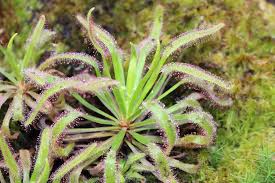 Image result for Drosera