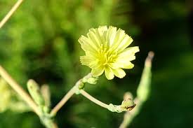Attēlu rezultāti vaicājumam “Lactuca sativa flower”