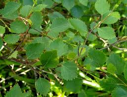 Attēlu rezultāti vaicājumam “Betula pubescens”
