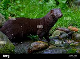 Attēlu rezultāti vaicājumam “Mustela vison”