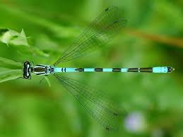 Attēlu rezultāti vaicājumam “Coenagrion hastulatum”