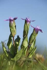 Attēlu rezultāti vaicājumam “Gentianella campestris”