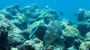 Image result for The Lancaster Fish