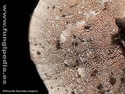 Attēlu rezultāti vaicājumam “Abortiporus biennis”