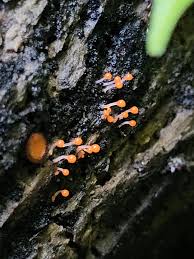 Attēlu rezultāti vaicājumam “Trichia, Hemitrichia sp.”