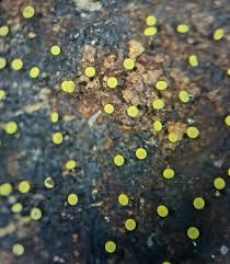 Attēlu rezultāti vaicājumam “Physarum virescens young”