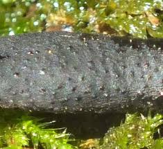 Attēlu rezultāti vaicājumam “Xylaria longipes”