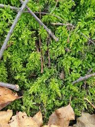 Attēlu rezultāti vaicājumam “Plagiomnium undulatum”