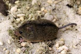 Attēlu rezultāti vaicājumam “Sicista betulina”