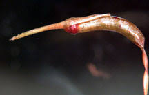 Attēlu rezultāti vaicājumam “Atrichum undulatum sporophyte”