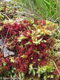 Attēlu rezultāti vaicājumam “Sphagnum warnstorfii”