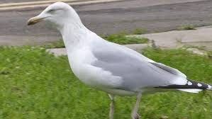 Attēlu rezultāti vaicājumam “Larus argentatus adult”