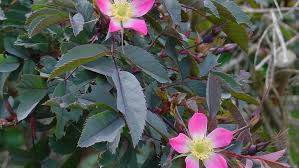 Attēlu rezultāti vaicājumam “Rosa glauca”