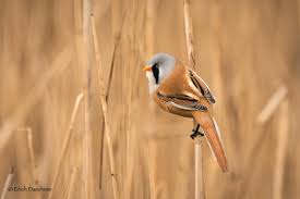 Attēlu rezultāti vaicājumam “Panurus biarmicus male”