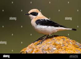 Image result for Oenanthe hispanica