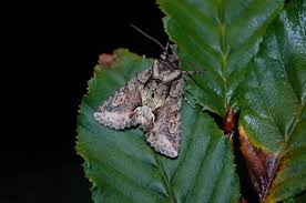 Attēlu rezultāti vaicājumam “Allophyes oxyacanthae”