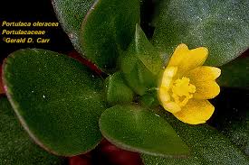 Attēlu rezultāti vaicājumam “Portulacaceae”
