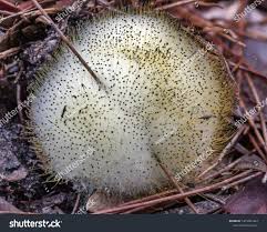 Attēlu rezultāti vaicājumam “Spinellus fusiger”