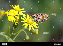 Attēlu rezultāti vaicājumam “Melitaea didyma male”