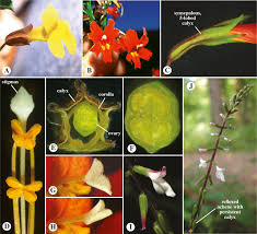 Attēlu rezultāti vaicājumam “Plantaginaceae”