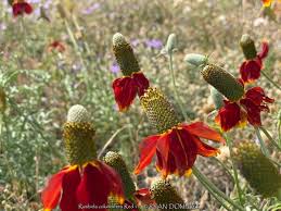 Image result for Ratibida columnifera