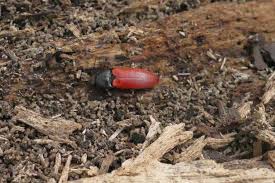 Attēlu rezultāti vaicājumam “Ampedus sanguineus”