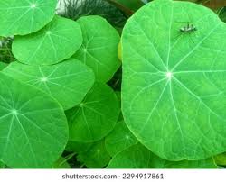 Attēlu rezultāti vaicājumam “Tropaeolum majus leaf”