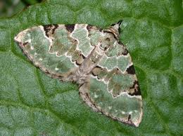 Attēlu rezultāti vaicājumam “Colostygia pectinataria”