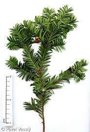 Attēlu rezultāti vaicājumam “Taxus baccata leaf”