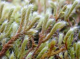 Attēlu rezultāti vaicājumam “Hedwigia ciliata sporophyte”