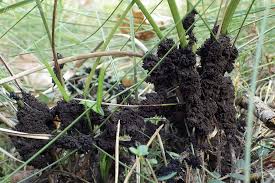 Attēlu rezultāti vaicājumam “Badhamia lilacina plasmodium”