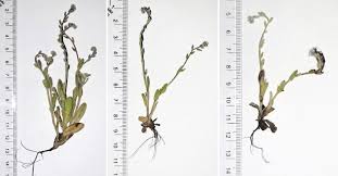 Attēlu rezultāti vaicājumam “Myosotis stricta”