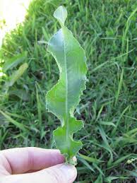 Attēlu rezultāti vaicājumam “Rumex crispus leaf”