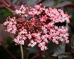 Attēlu rezultāti vaicājumam “Sambucus nigra flower”