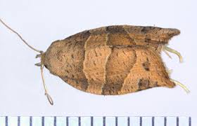 Attēlu rezultāti vaicājumam “Tortricidae”