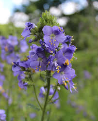 Attēlu rezultāti vaicājumam “Polemonium caeruleum flower”