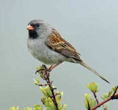 Attēlu rezultāti vaicājumam “Choerades sp.”