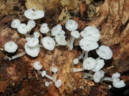 Attēlu rezultāti vaicājumam “Delicatula integrella”