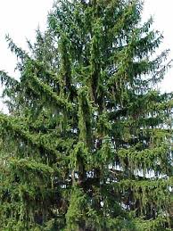 Attēlu rezultāti vaicājumam “Picea abies leaf”