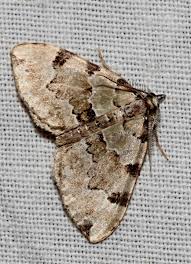 Attēlu rezultāti vaicājumam “Colostygia pectinataria”