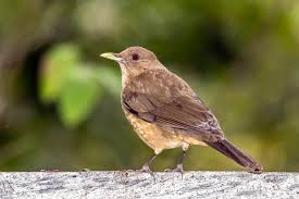 Attēlu rezultāti vaicājumam “Turdus viscivorus juvenile”