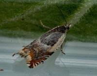 Attēlu rezultāti vaicājumam “Ancylis badiana”