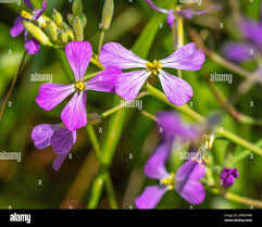 Attēlu rezultāti vaicājumam “Raphanus sativus flower”