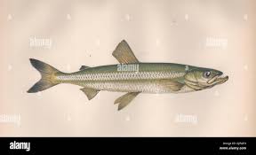 Image result for Osmerus eperlanus