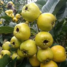 Attēlu rezultāti vaicājumam “Crataegus x macrocarpa fruit”