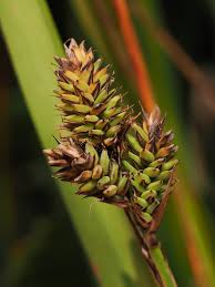 Attēlu rezultāti vaicājumam “Carex buxbaumii”