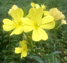 Attēlu rezultāti vaicājumam “Oenothera biennis”