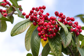 Attēlu rezultāti vaicājumam “Cotoneaster multiflorus fruit”
