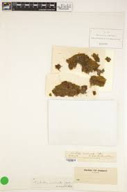 Attēlu rezultāti vaicājumam “Tortella inclinata”